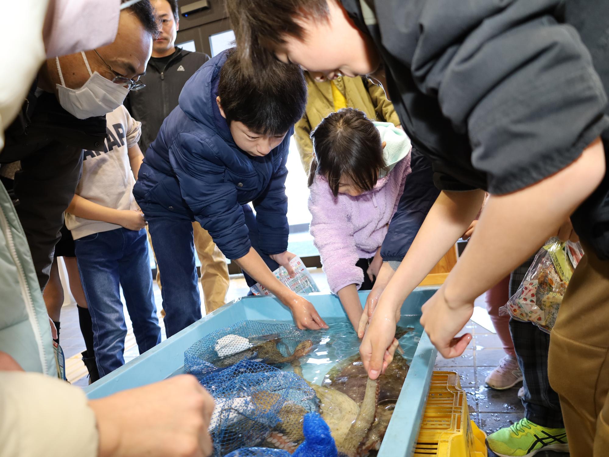 磯部水産加工施設のお魚タッチプールで遊ぶ子どもたちの様子