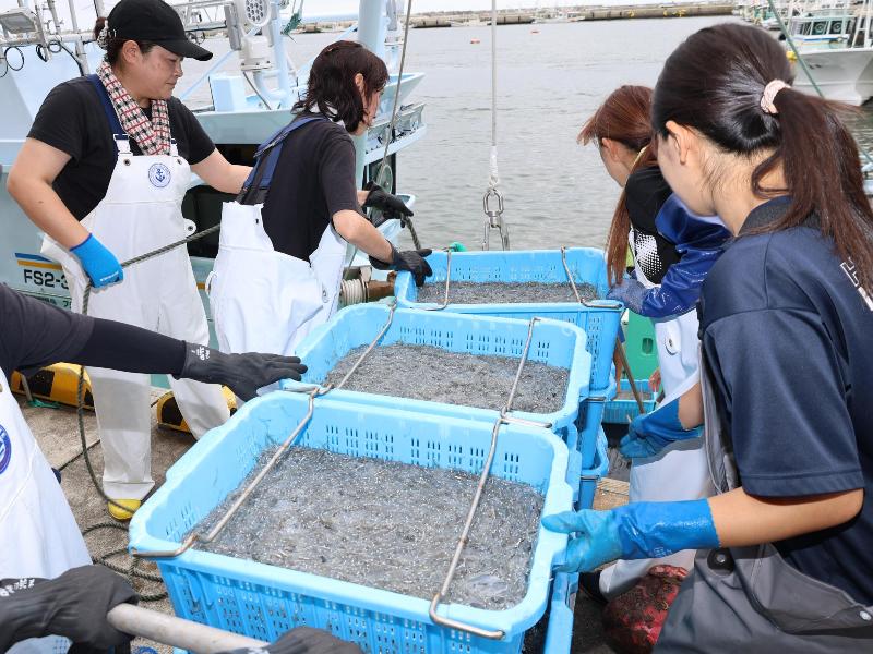 シラス水揚げの様子