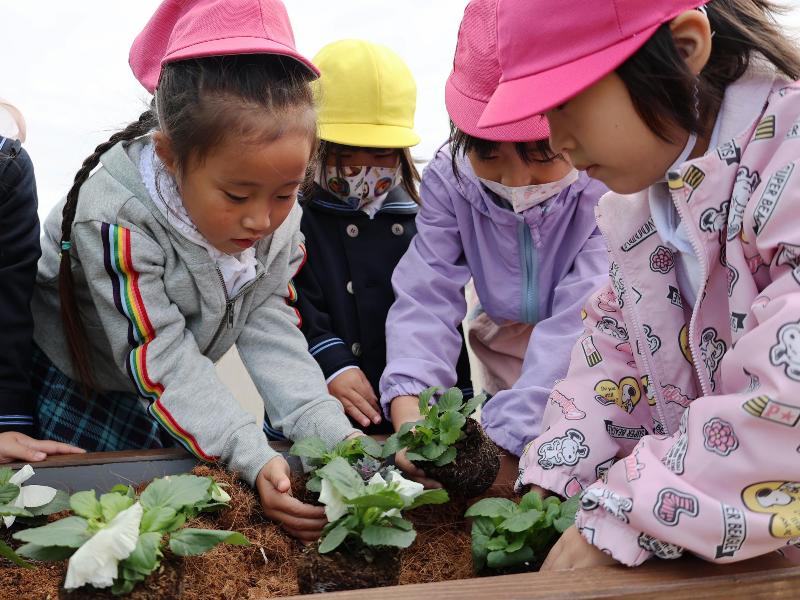 パンジーを植栽する園児