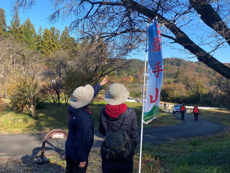 2024年11月23日のシキザクラの様子