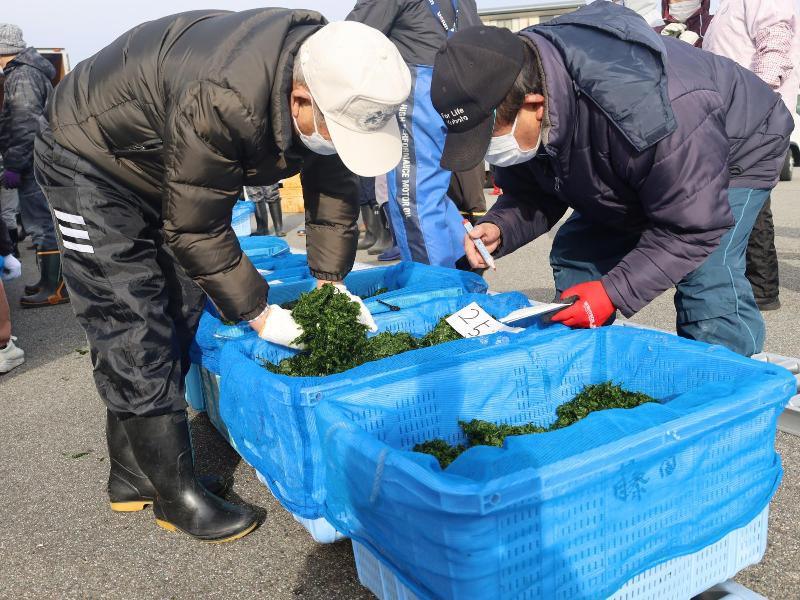 青ノリ選別作業