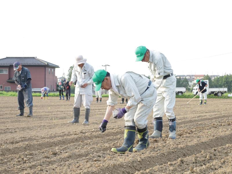 ヒマワリの種まきの様子