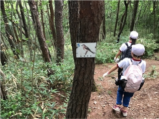 小学校の森林環境学習事業で児童が森林の中を散策している様子
