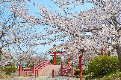 涼ヶ岡八幡神社の桜