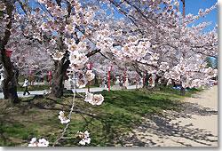 中村城跡の桜の写真