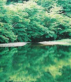 ケシ子沼モリアオガエル生息地の写真