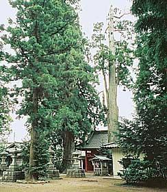 八幡神社の夫婦スギの写真