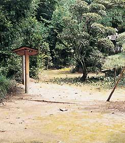 都玉神社のサカキ群の写真
