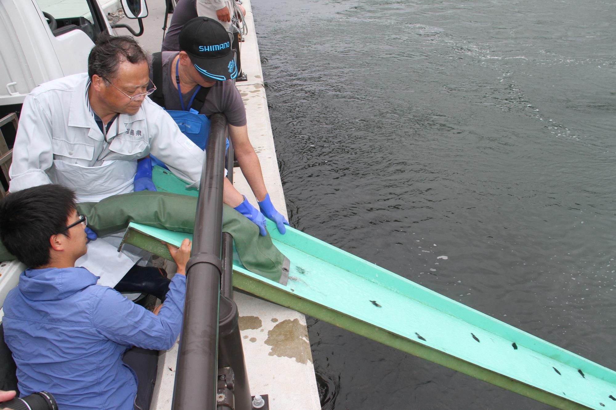 ホシガレイの稚魚を海に放流する様子