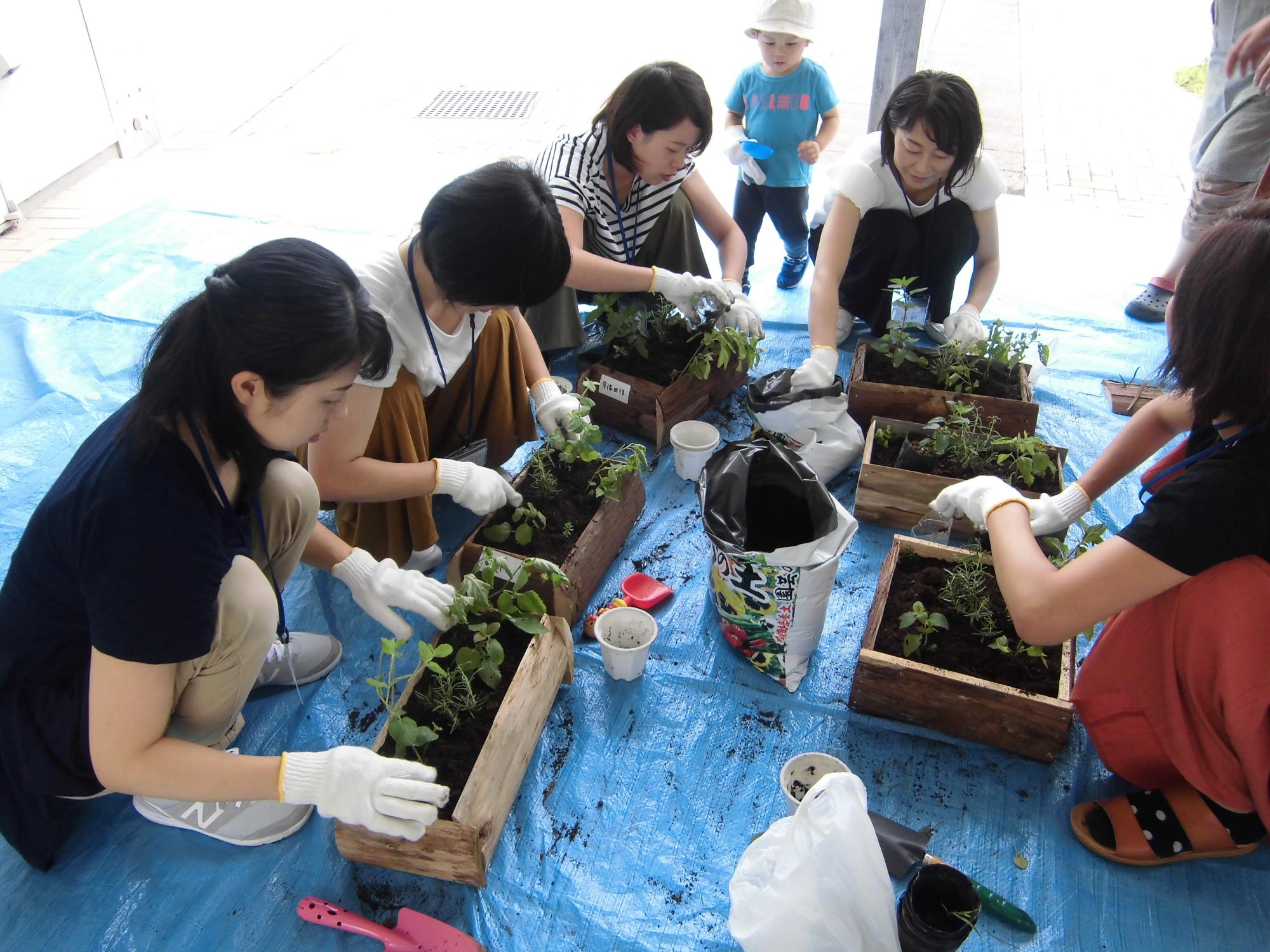 作成したプランターにハーブを植える様子