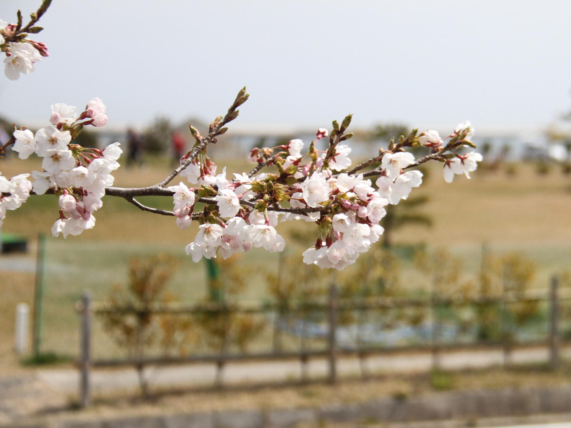 松川浦スポーツの桜