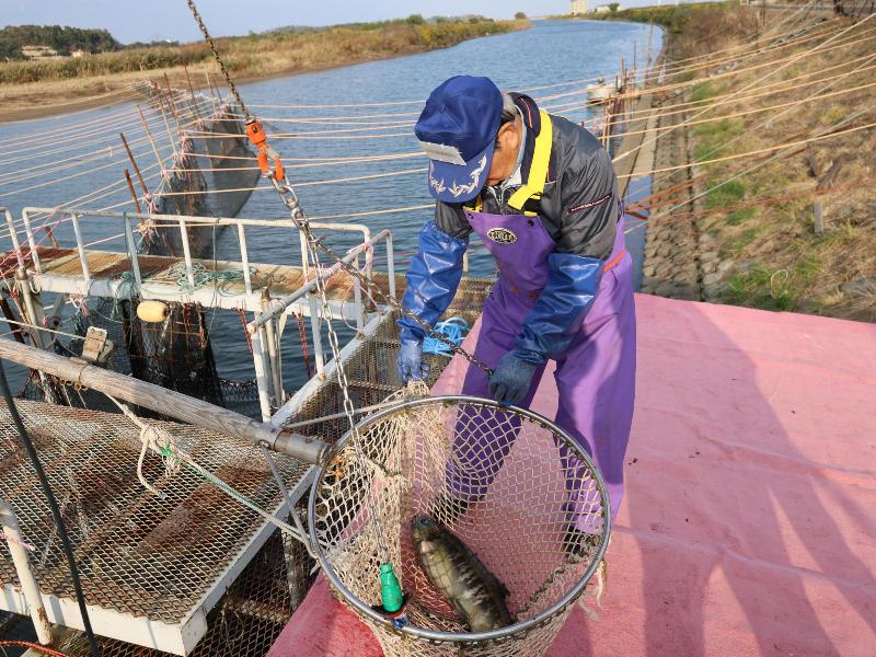 サケを引き上げる様子