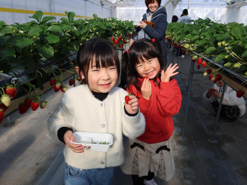 イチゴを頬張る園児