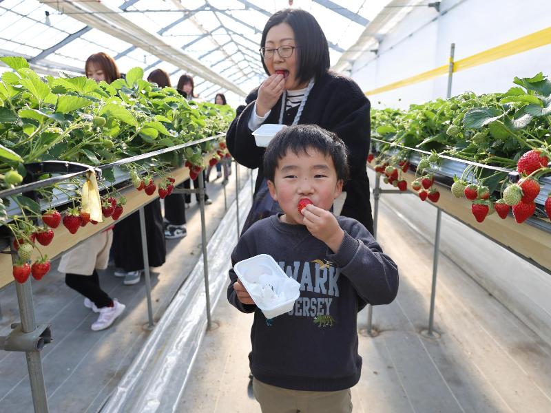 イチゴを頬張る園児