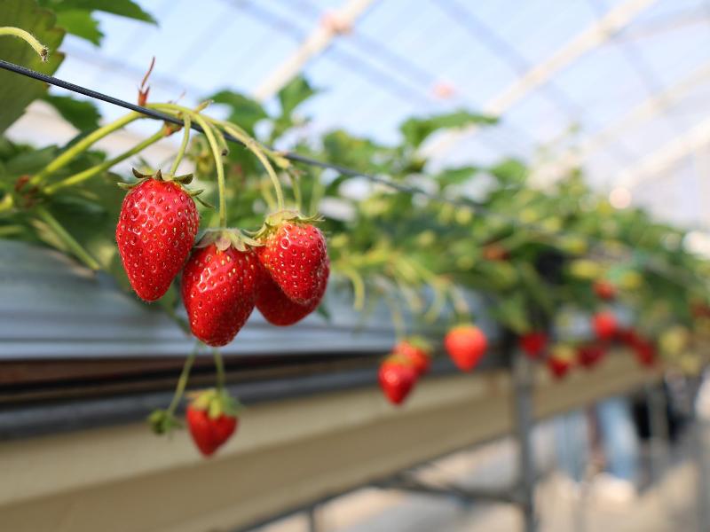 たくさん実ったイチゴ