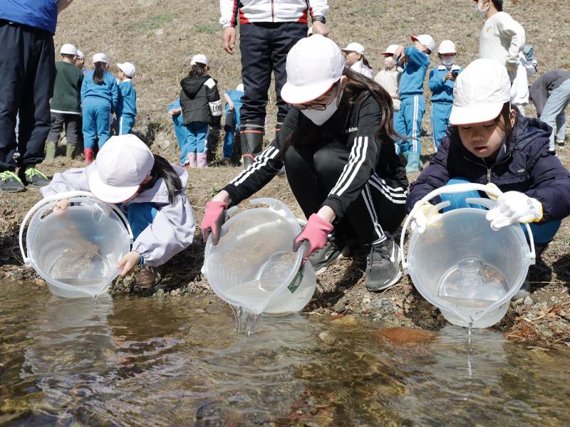 稚魚放流の様子