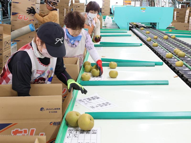 ナシ選果の様子