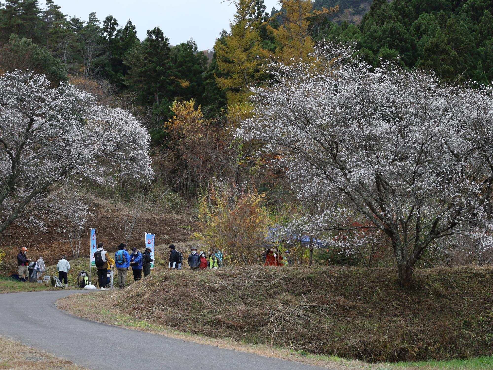 塩手山登山口付近の四季桜の様子