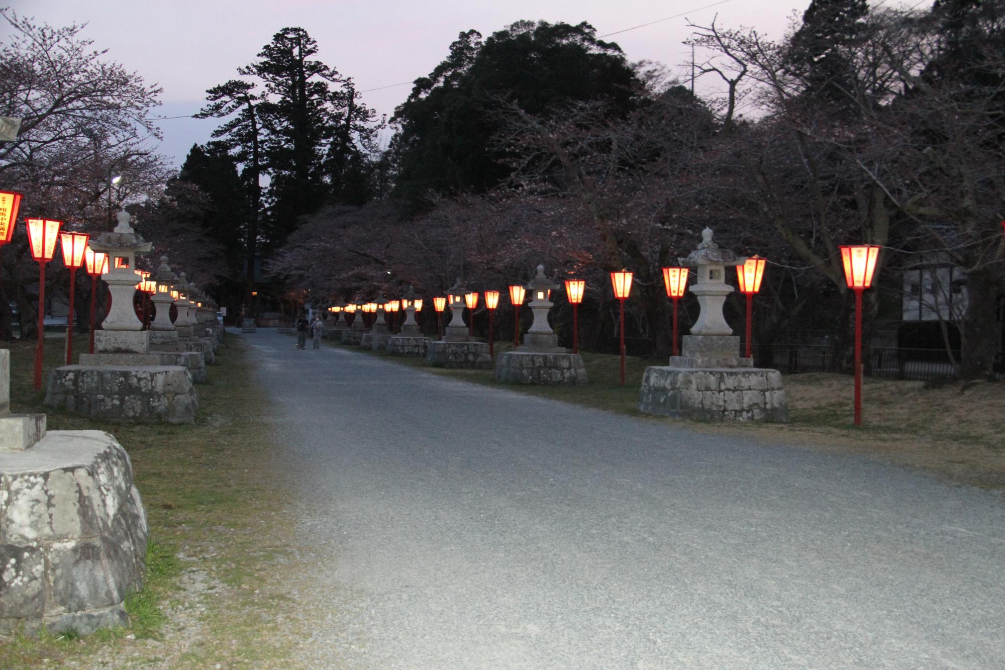 ぼんぼりが照らす参道